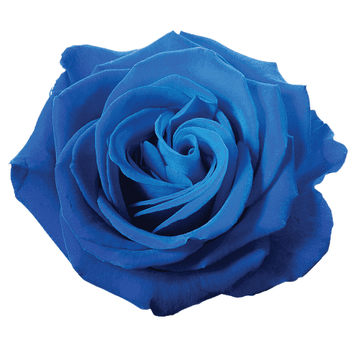 blue rose